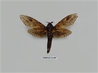 藏品(梟斑蠹蛾)的圖片